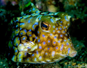 Close up to a Cowfish by Norm Vexler 